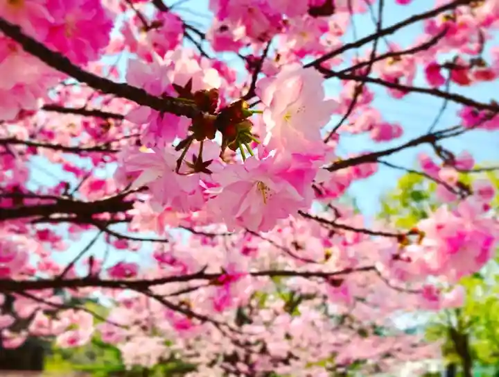 滑川神社 - 仕事と子どもの守り神の自然
