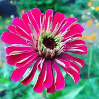 豊景神社の自然