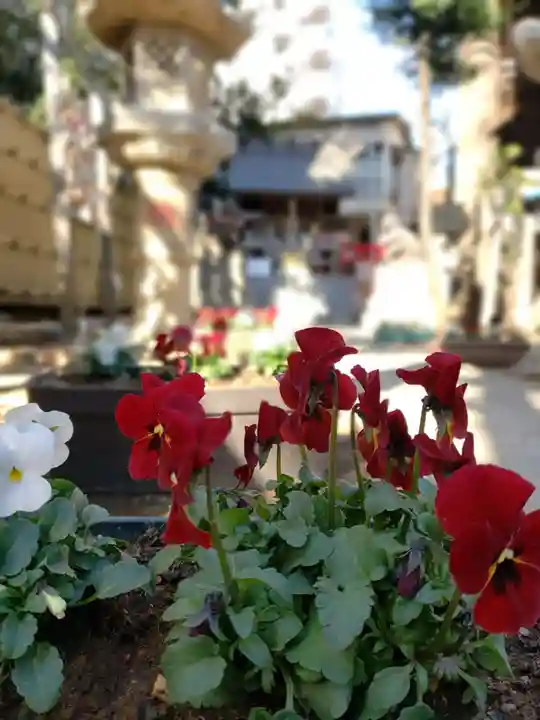 高円寺氷川神社の自然
