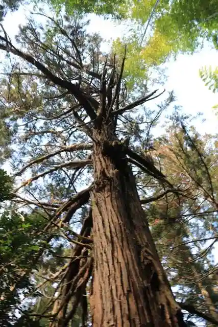 日枝神社の自然