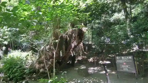 來宮神社(静岡県)