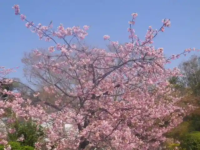 鶴岡八幡宮の自然
