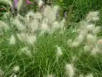 立志神社の自然