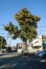 前玉神社の自然