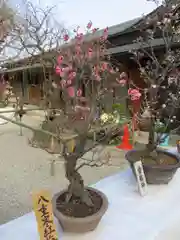 菅原天満宮（菅原神社）の自然