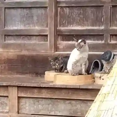 円通寺(埼玉県)