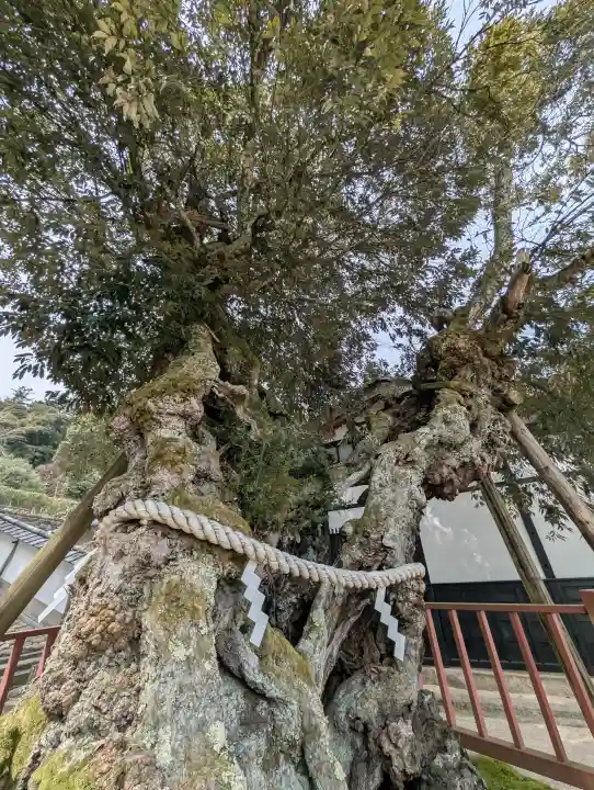 山王宮日吉神社の{uncategorized: "未分類", other: "その他", undefined: "問題あり", building: "その他建物", grave: "お墓", sacred_gate: "鳥居", guardian: "狛犬", statue: "像", buddha: "仏像", history: "歴史", nature: "自然", garden: "庭園", animal: "動物", pagoda: "塔", temizu: "手水舎", mountain_gate: "山門・神門", sanctuary: "本殿・本堂", subordinate: "末社・摂社", art: "芸術", scenery: "景色", jizo: "地蔵", ema: "絵馬", goshuin: "御朱印", omikuji: "おみくじ", items: "授与品その他", amulet: "お守り", goshuincho: "御朱印帳", eats: "食事", festival: "お祭り", votive_dance: "神楽", shichigosan: "七五三参", wedding: "結婚式", experience: "体験その他", initially: "初詣", around: "周辺", anti_infection: "感染症対策"}