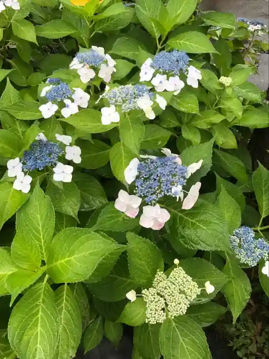 高幡不動尊 金剛寺(東京都)