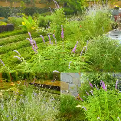 寿量山 速成寺(奈良県)