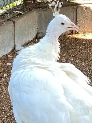 進雄神社(群馬県)