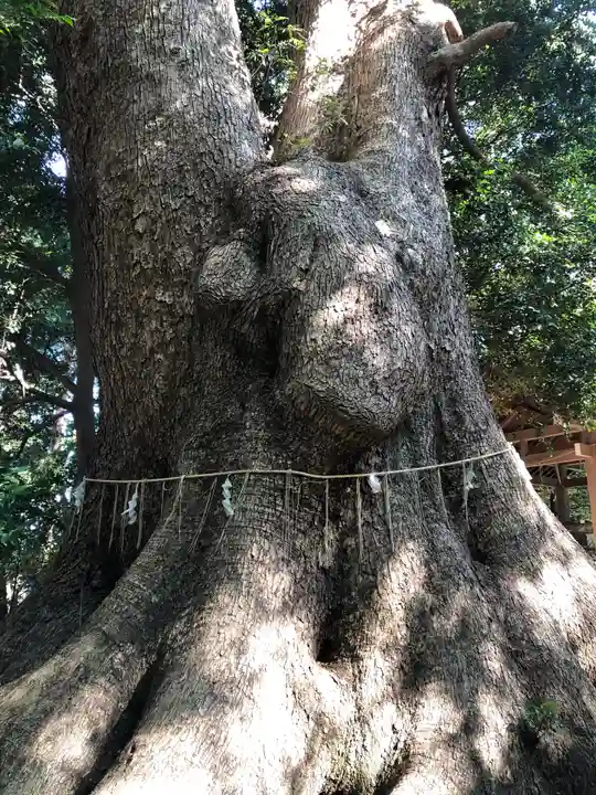 五所八幡宮の自然