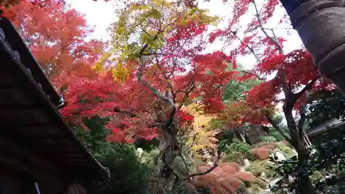 柳谷観音　楊谷寺の自然