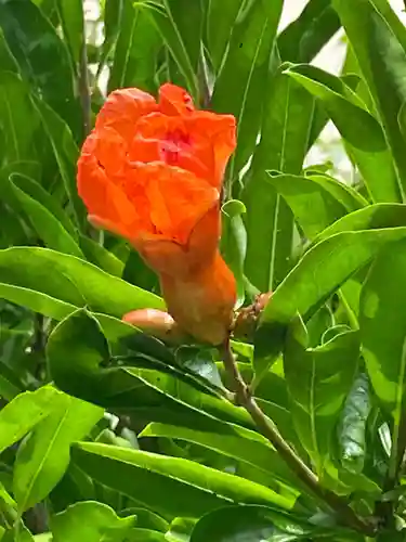 粟嶋堂宗徳寺の自然