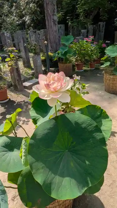 岡寺(龍蓋寺)(奈良県)