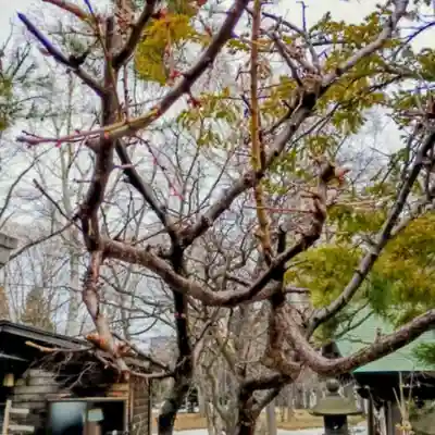 彌彦神社　(伊夜日子神社)(北海道)