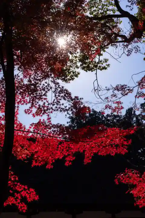 賀茂別雷神社(上賀茂神社)(京都府)