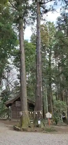 間々田八幡宮の自然