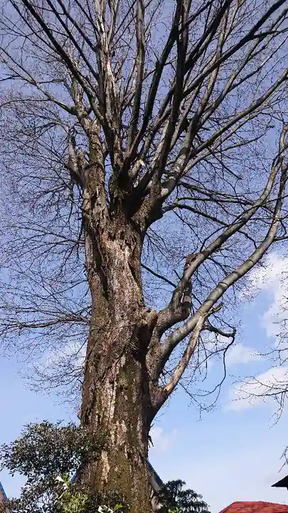 高﨑神社の自然