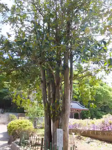 長泉寺の庭園