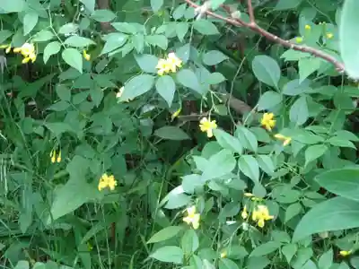 妙蓮寺の自然