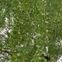 賀羅加波神社の自然