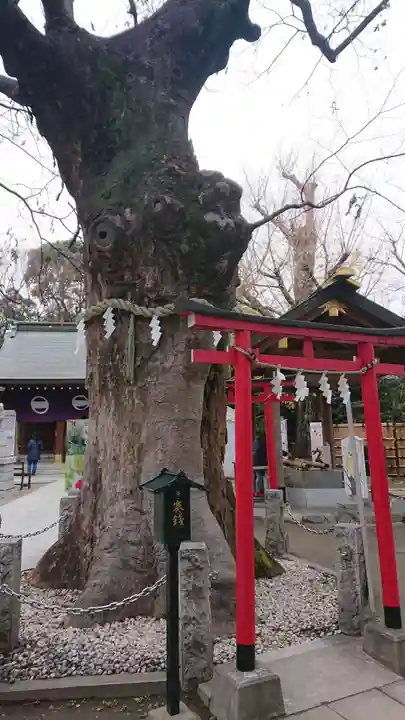 新田神社の自然