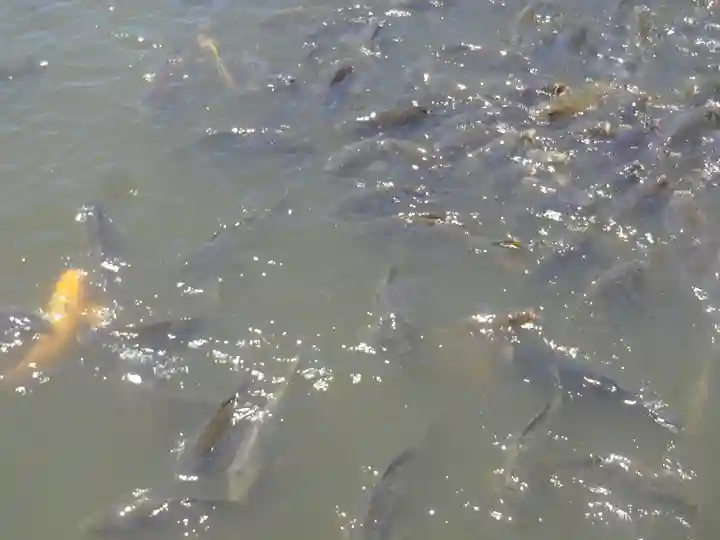 鶴岡八幡宮の動物