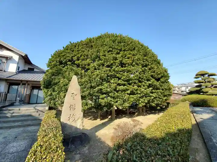 日蓮宗 本松寺の庭園