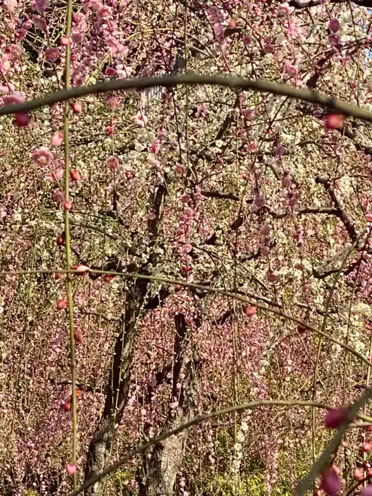 城南宮(京都府)