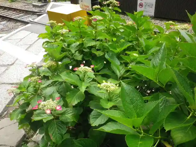 御霊神社の自然