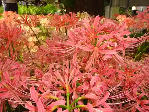 横浜　西方寺の自然