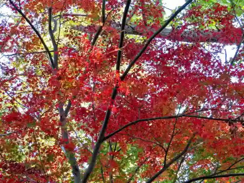 篠原八幡神社の自然