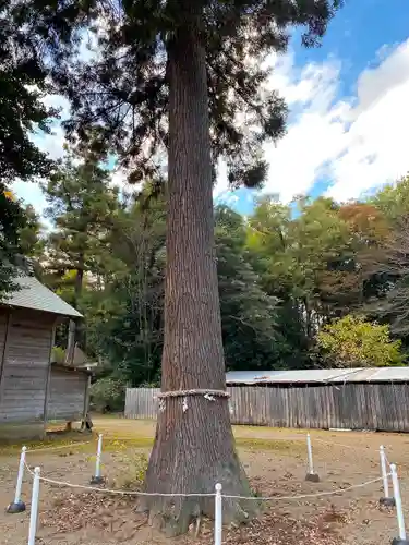 鷲宮神社の自然