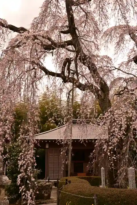 法蓮寺(愛媛県)