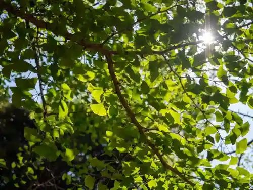 赤坂氷川神社(東京都)