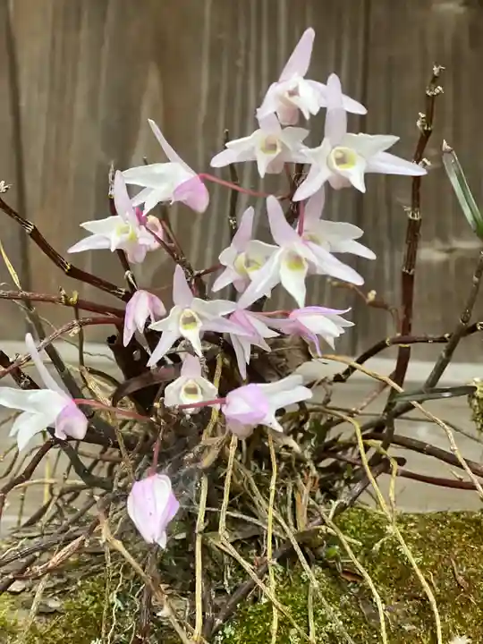 須山浅間神社の自然