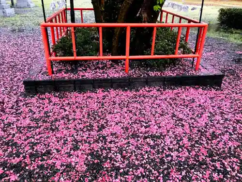 八代神社の自然