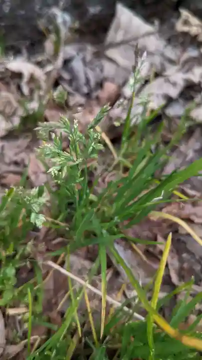 玉野御嶽神社の自然