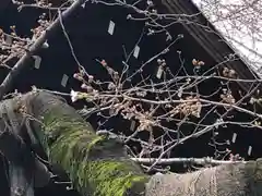 靖國神社の自然