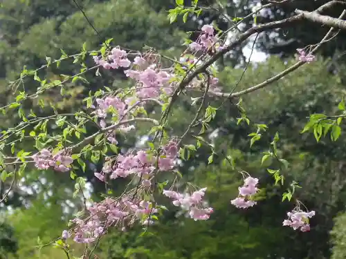 荏柄天神社の自然