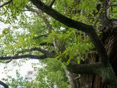 若一神社(京都府)