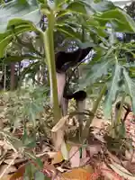 息栖神社の自然