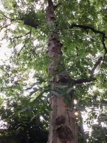 北野神社の自然