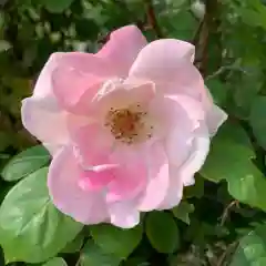 豊景神社の自然