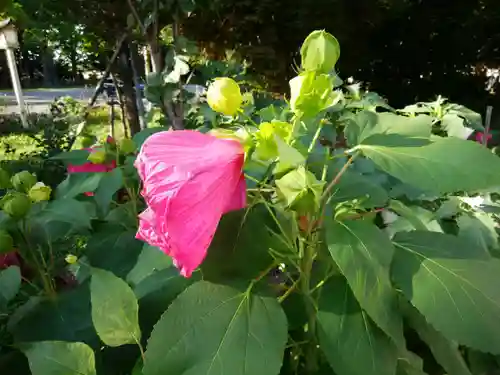 新琴似神社の自然