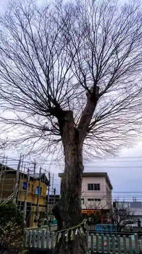 玉取神社の自然