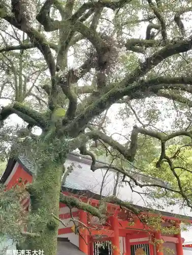熊野速玉大社(和歌山県)