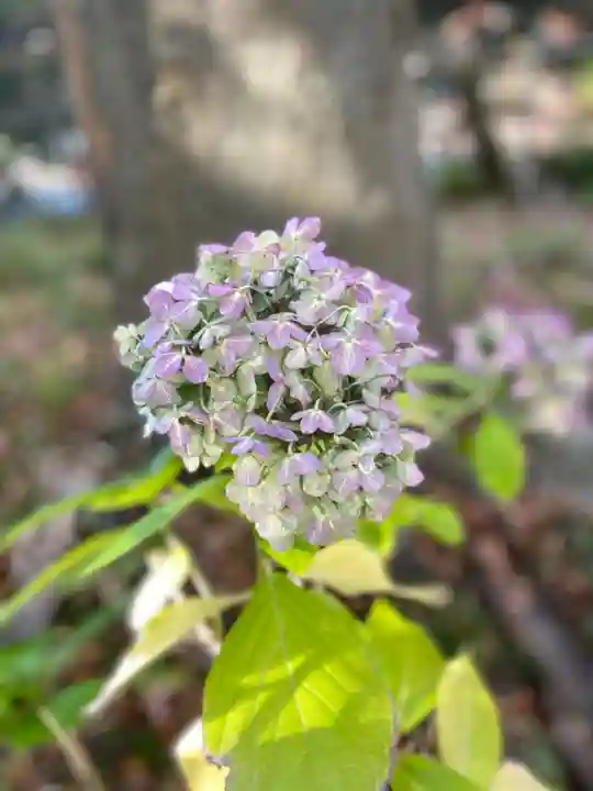 善知鳥神社の自然