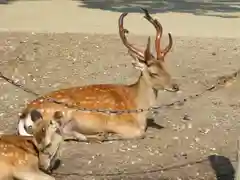 東大寺の動物