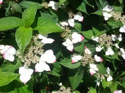 葛原岡神社の自然